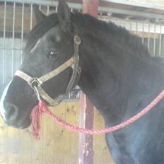 Welsh Cob (sec D) Hamlet *RIP* <3