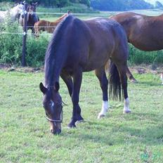 Oldenborg Gazell (Aflivet 30/10/09)