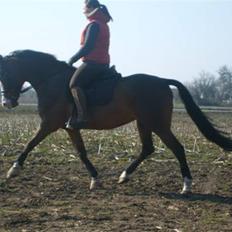 Anden særlig race Søgårdens Mandy *solgt*