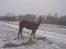 Haflinger starut. - INGEN AF MINE BILLEDER MÅ BRUGES PÅ ANDRE SIDER ELLER KOPIERES !