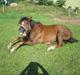 Welsh Partbred (Sec F) Montoya