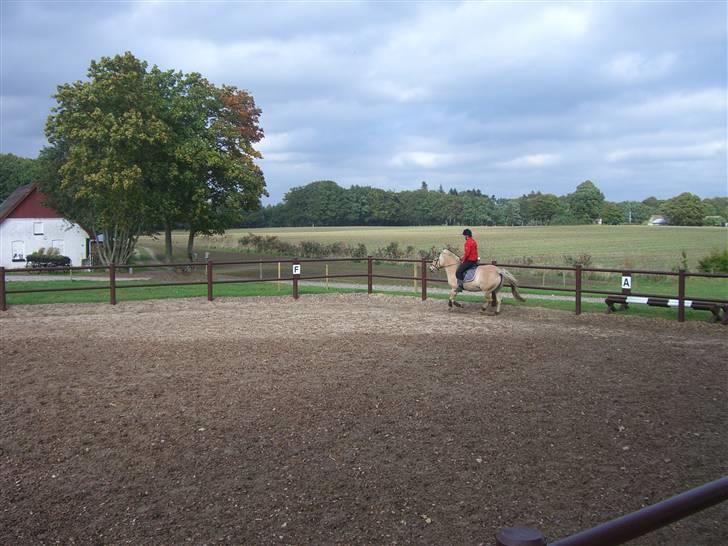 Fjordhest MUSSE - musse og mig i galop den 16 september. første gang jeg galopere på hende uden longe billede 2