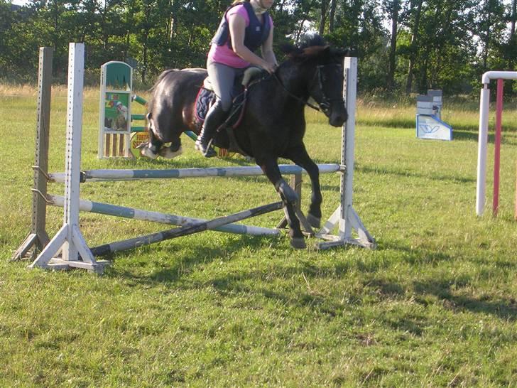 Welsh Pony af Cob-type (sec C) sorte R.I.P :'( :'(  billede 17