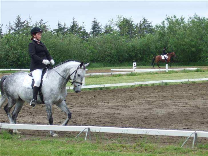 Dansk Varmblod Chato Carem *SOLGT* billede 16