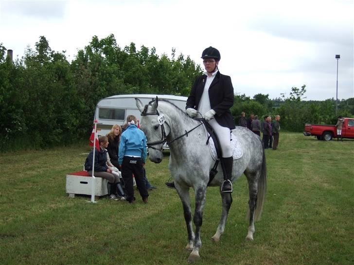 Dansk Varmblod Chato Carem *SOLGT* billede 17