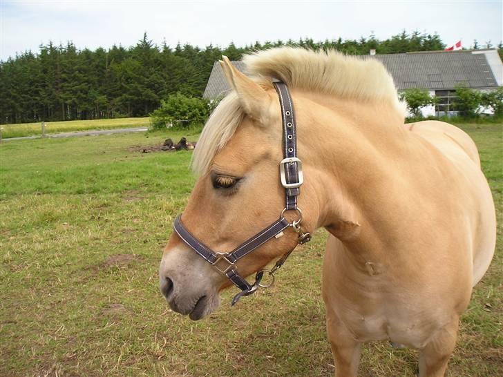 Anden særlig race Tøsen (Solgt) - Tøsen´s smukke hoved :D billede 1
