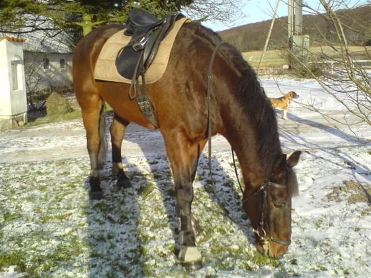 Oldenborg rivaldo ´` solgt `` billede 1