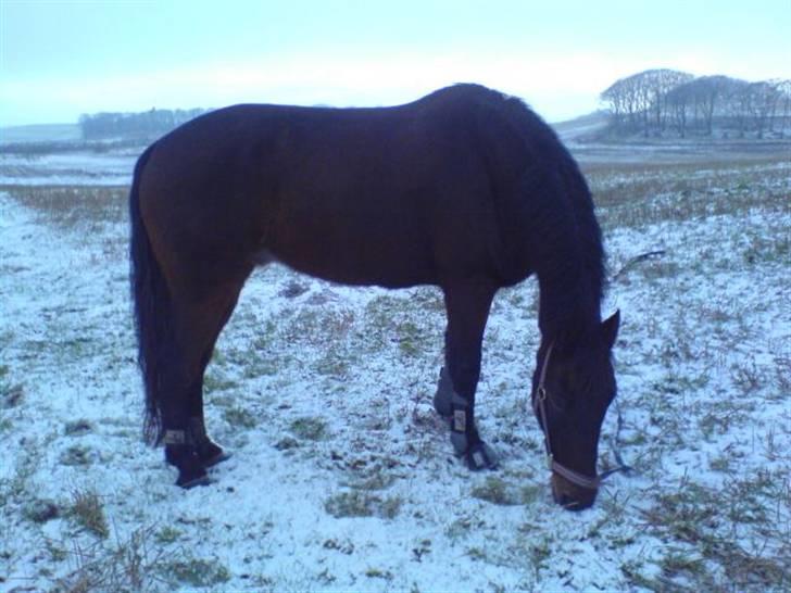 Oldenborg rivaldo ´` solgt `` - taget på marken billede 2
