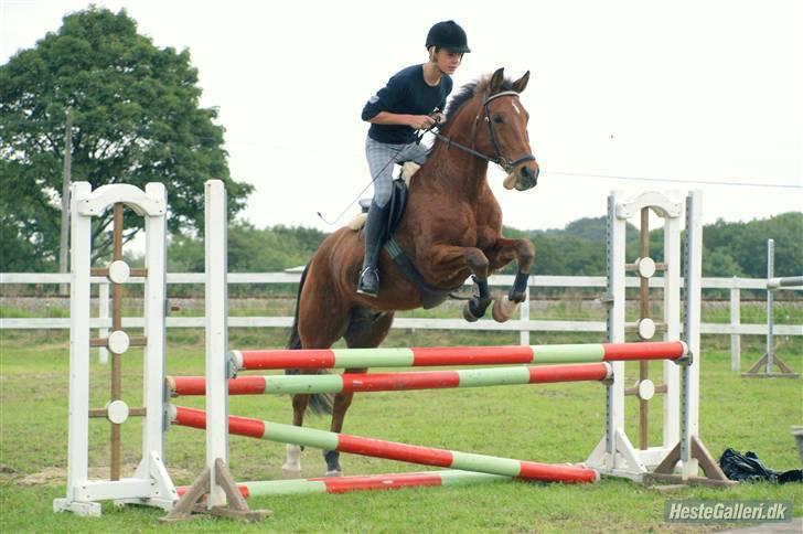 New Forest Urbie boy - stævne i krikkerne lc lb 3 plads foto: mk-foto.gallerisider.dk billede 9