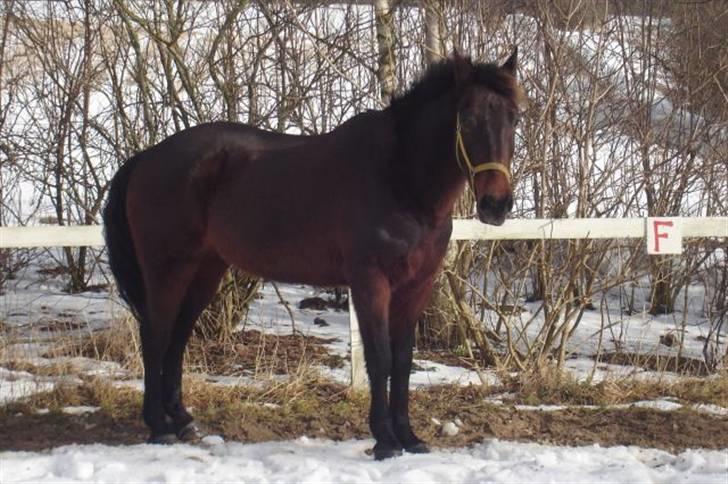 Oldenborg rivaldo ´` solgt `` - her er han i snen på ridebanen billede 3