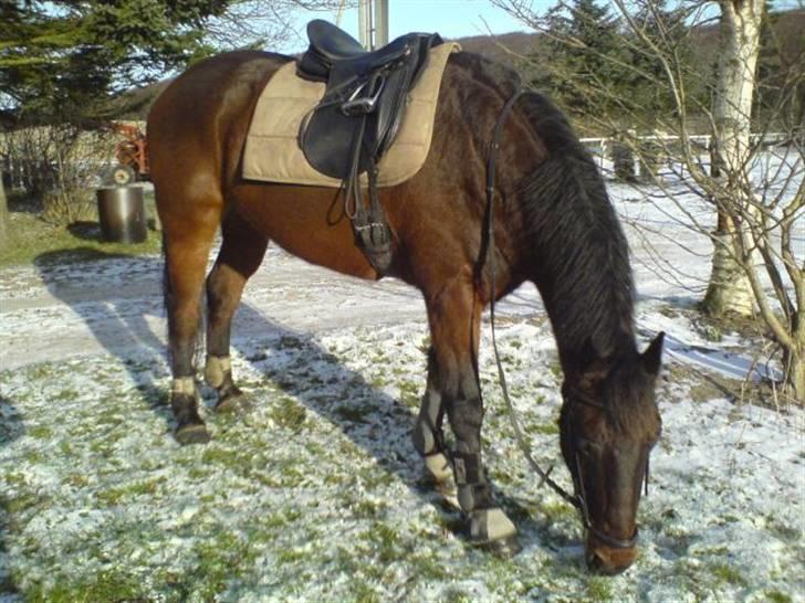 Oldenborg rivaldo ´` solgt `` - her er han uden for ridebanen billede 4