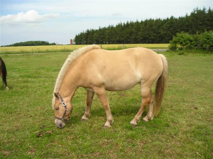 Anden særlig race Tøsen (Solgt) - Tøsen på marken. billede 2