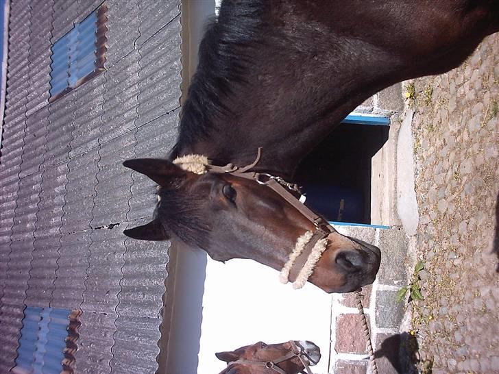 Oldenborg rivaldo ´` solgt `` - da jeg var oppe at på ham billede 5