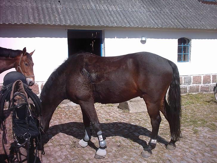 Oldenborg rivaldo ´` solgt `` - også der oppe billede 6