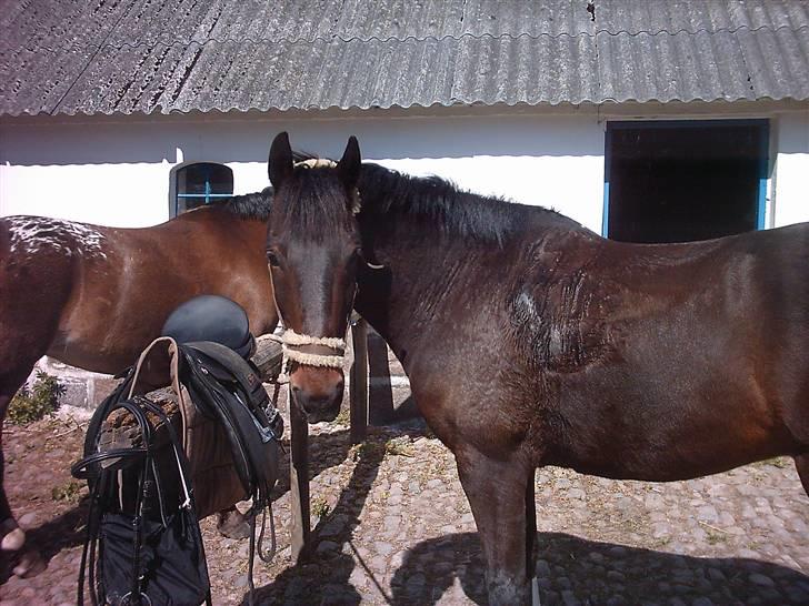 Oldenborg rivaldo ´` solgt `` - efter jeg hade prøvet ham billede 7