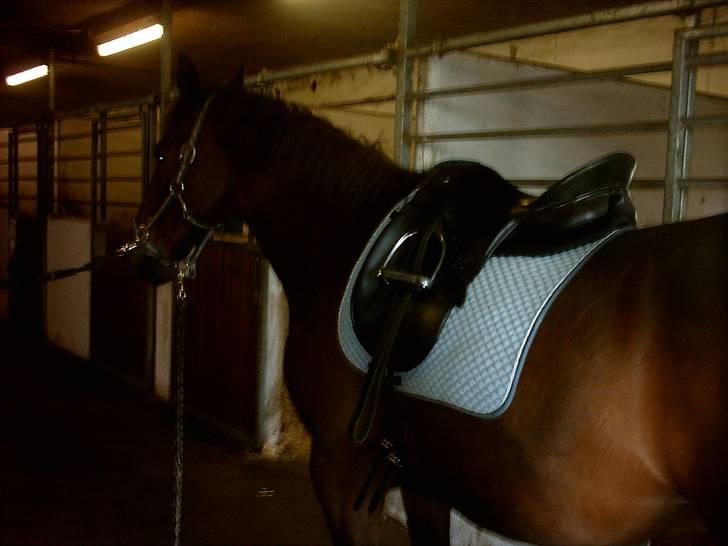 Oldenborg rivaldo ´` solgt `` - ude på rideskolen billede 8