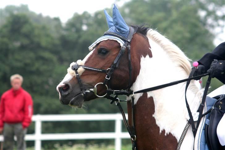 Pinto Amigo  - LA amigo en glad springer  -fotograf - Outzen<3 billede 1