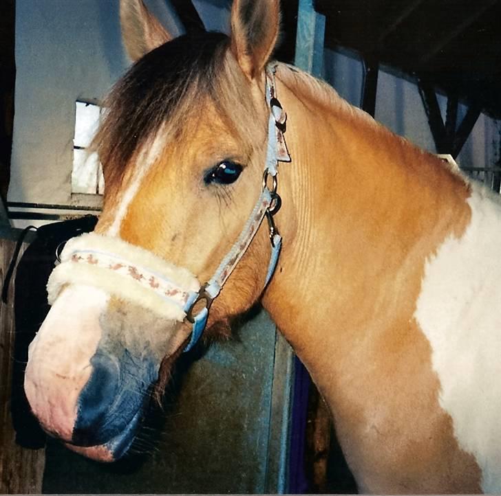 Anden særlig race Marius  - Hej mor, kommer du der? billede 18