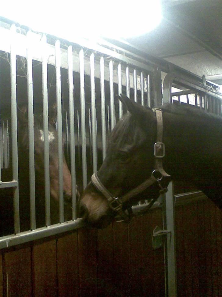 Anglo Araber (AA) Marino Campari Savnet  billede 18