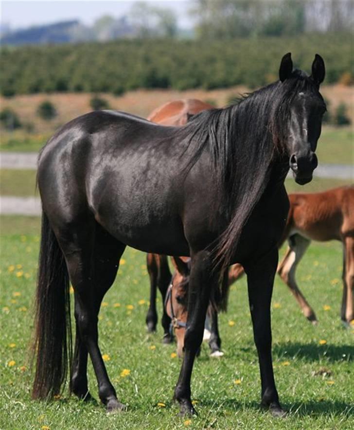 Arabisk fuldblod (OX) CAS Harmony - SOLGT  - Maj 2008 billede 4
