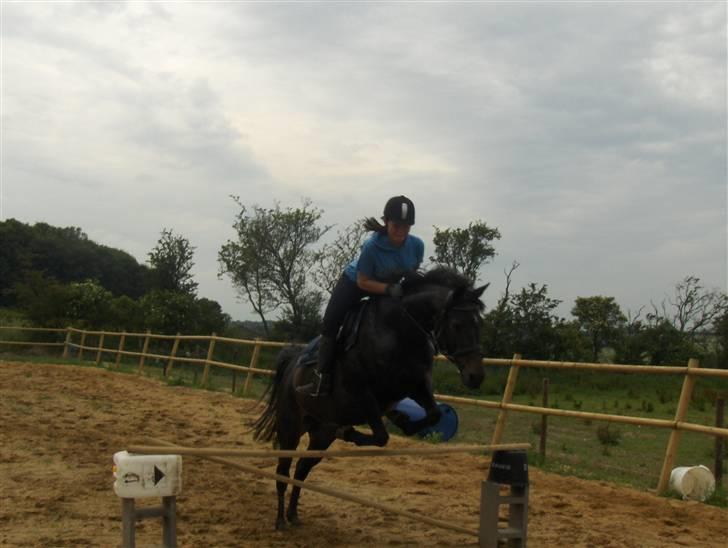 Anglo Araber (AA) Marino Campari Savnet  - Noget af det eneste han holder af på en bane billede 19