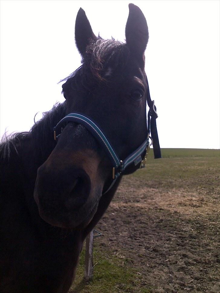 Anglo Araber (AA) Marino Campari Savnet  - Marino som var meget fotogen søndag den 25/4-10 billede 20