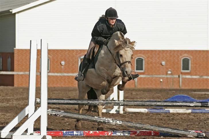 Fjordhest skipper - heej.. velkommen til skipper´s profil.. foto: Per a. billede 1