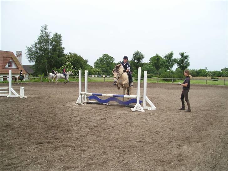 Fjordhest skipper - hop op me´ os..foto far.. billede 2