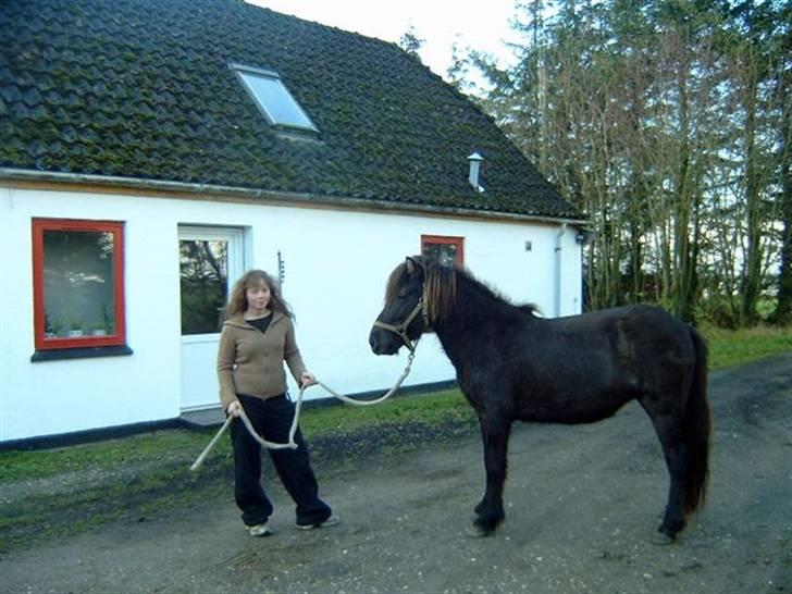 Islænder Píla fra Langtved - Det var Píla da vi købte hende, tynd og ussel billede 2