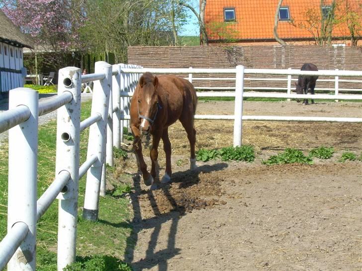 Traver Uriel(R.I.P) - Kiggede på Diana hun nåede ikke at få billedet inden han går imod hende billede 11