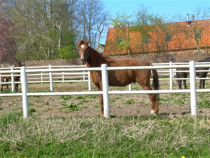 Traver Uriel(R.I.P) - Kigger på Diana da hun går ned til STORMY billede 12