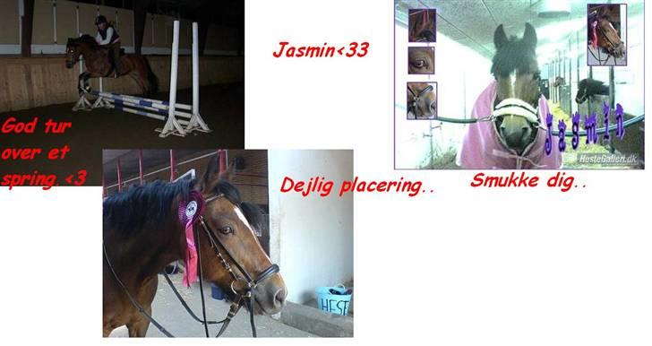 New Forest Jasmin <'33 - mig og den smukke  billede 14