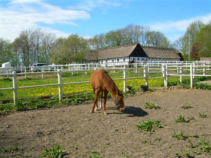 Traver Uriel(R.I.P) - Her snusser han efter foder eller HØ billede 13