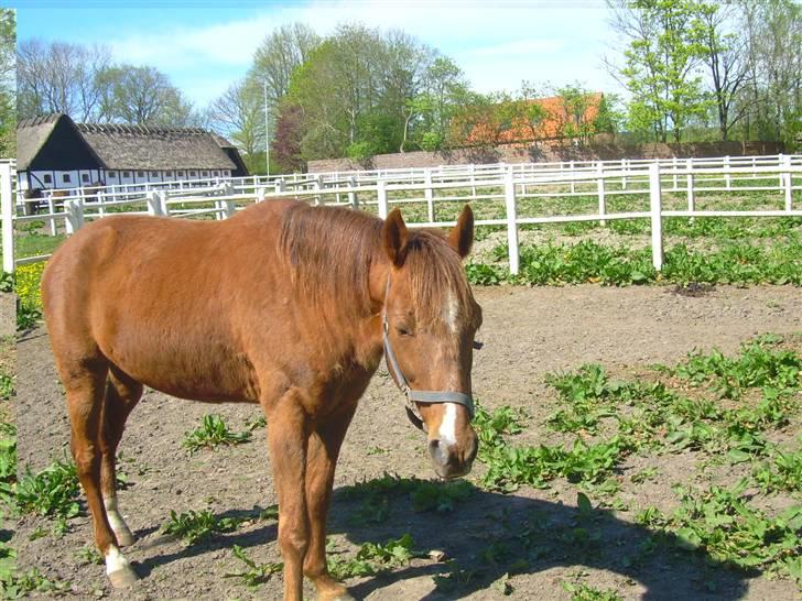 Traver Uriel(R.I.P) - Her halv-sover han vistnok HAHA billede 14