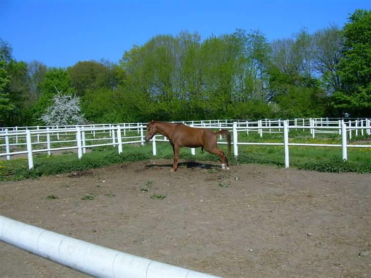 Traver Uriel(R.I.P) - HA HA lettede vist lige blæren da Diana TOG billedet billede 15