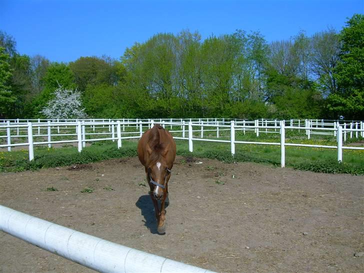 Traver Uriel(R.I.P) - Tæt på Diana for at se om hun har noget lækkert feks godbidder/æbler eller gulerødder billede 16