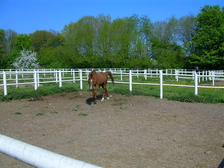 Traver Uriel(R.I.P) - Opdagede lige Diana billede 17