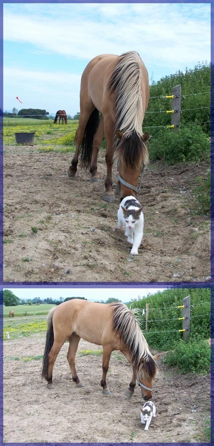 Anden særlig race Mia Bella - Fotograf: Andrea billede 10