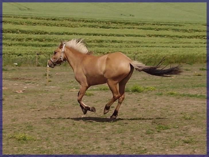 Anden særlig race Mia Bella billede 11