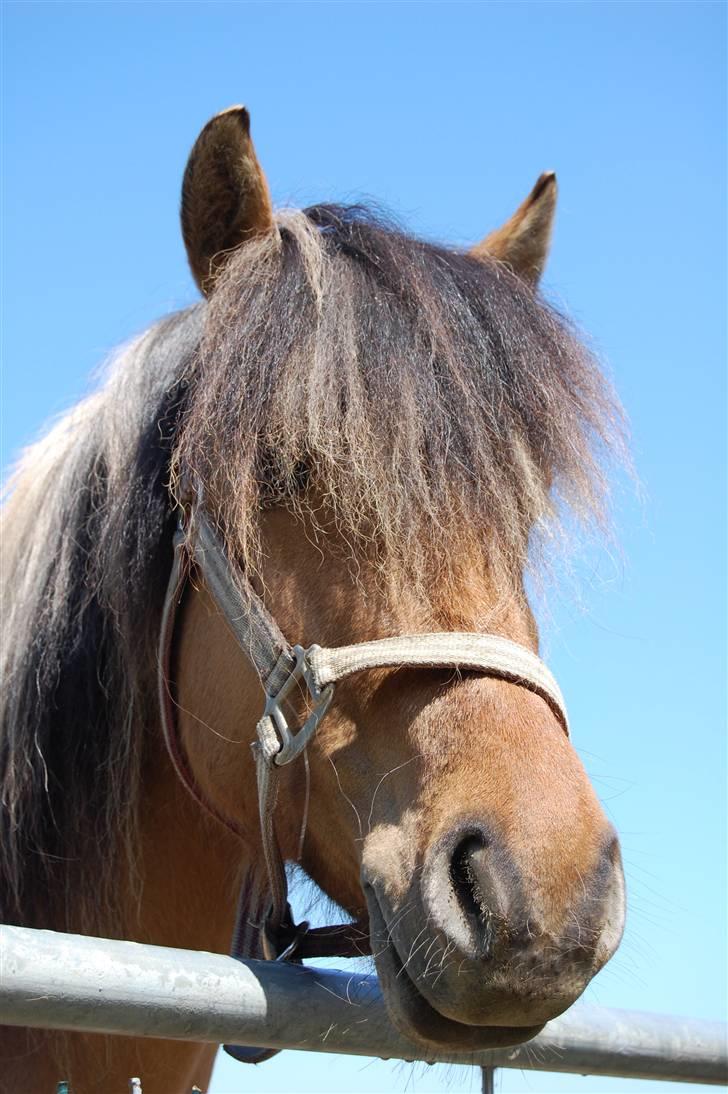 Anden særlig race Mia Bella billede 12