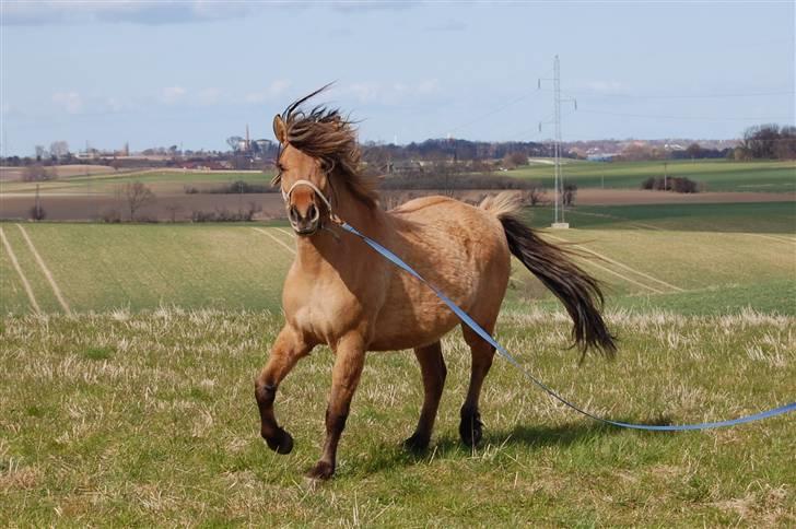 Anden særlig race Mia Bella - 16. april 2010 billede 13