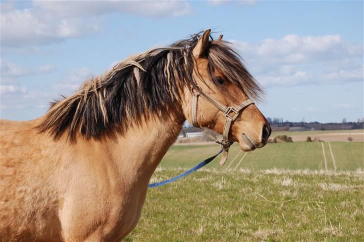 Anden særlig race Mia Bella - 16. april 2010 billede 14