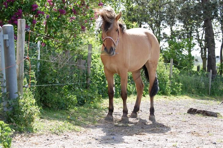 Anden særlig race Mia Bella billede 15