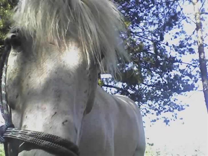 New Forest snowball solgt :/ - den smukke igeeen nede ved den kunstige sø <´33  billede 4