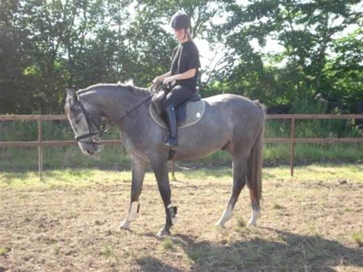 Hollandsk Varmblod Flying Dutch Boy - se vi står pænt.. hehe bare lidt billede 3