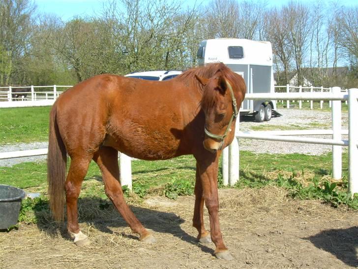 Traver Stormy - Føllet sparkede vist lige lidt hårdt siden hun kigger til maven på den måde billede 16