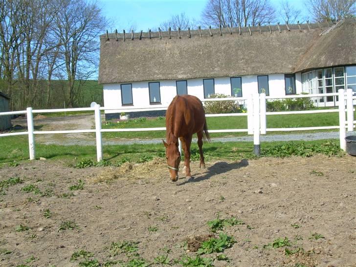 Traver Stormy - Ved ikke om hun lige fandt noget foder eller om der lugtede af noget godt billede 17