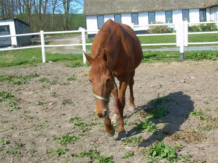 Traver Stormy - Diana står med en godbid UHMM billede 18