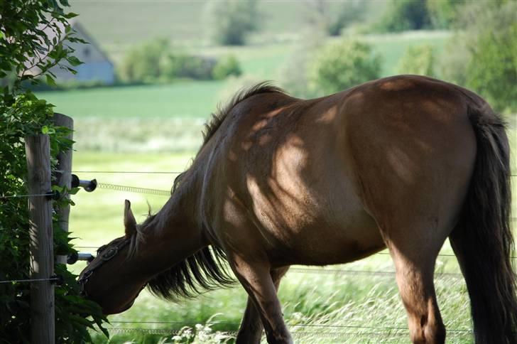 Anden særlig race Mia Bella billede 17