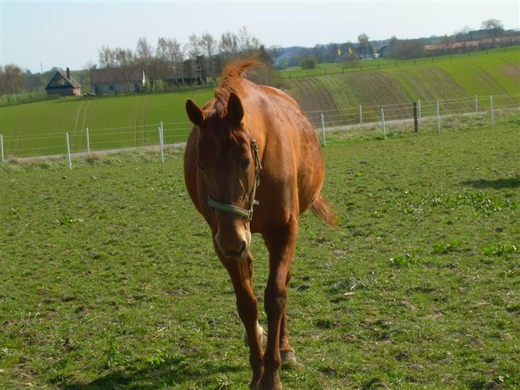 Traver Stormy - Her er jeg på græsfolden ud mod vejen og så kalder Diana på mig så må jeg jo komme selv om græsset lokker samtidigt billede 19